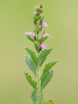 Wall germander plant with pink flowers on a meadow in summer, Teucrium chamaedrys
