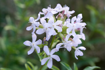 Common soapwort, .Saponaria officinalis flowers closeup selective focus