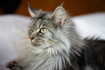 Liegende Maine Coon Katze im Profil