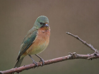 Fototapeta premium red backed shrike