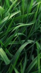 Obraz premium Close-up of green grass blades with shallow depth of field, nature background