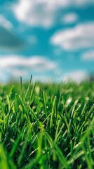 Obraz premium Close-up of green grass with a blue sky and clouds in the background