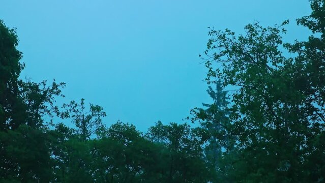 Beautiful evening view of forest trees during a heavy rainstorm with lightning. Sweden.