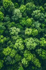 Naklejka premium Trees from above AI.