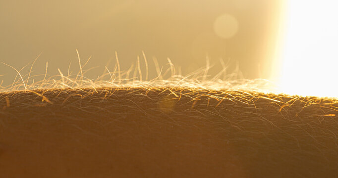 LENS FLARE, MACRO: Human hand with upright body hairs glowing in golden sunlight