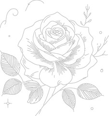 Beautiful rose line art sketch