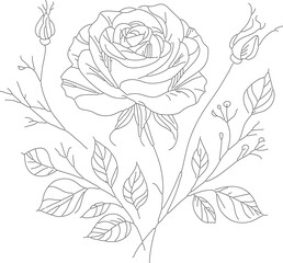 Beautiful rose line art sketch