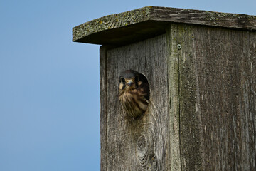 A cute young baby American Kestrel hawk looks out from its nesting box