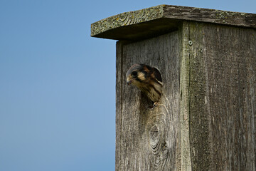 A cute young baby American Kestrel hawk looks out from its nesting box