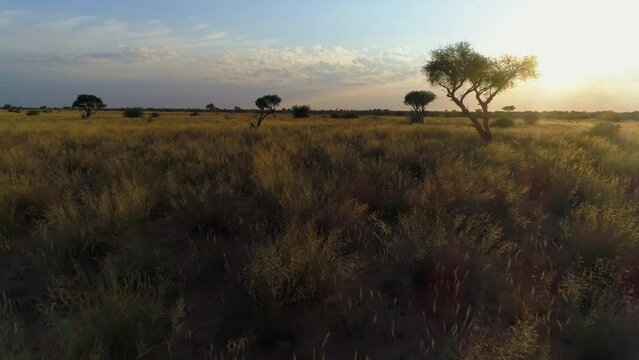 Green Kalahari Drone Dolly Forward