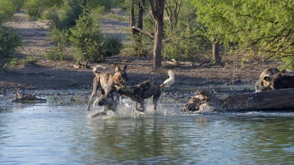  Herd of Endangered African Wild Dogs at Watering Hole
