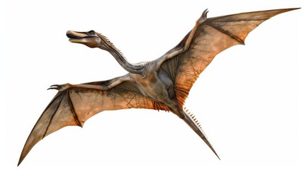 Obraz premium Flying pterosaur illustration, detailed prehistoric creature with wings extended, white background. Paleontology and ancient animals concept