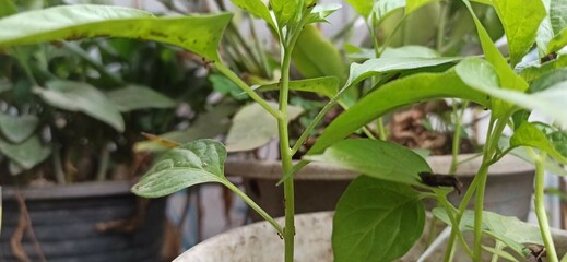 Close-up photograph of chili pepper seedlings, highlighting their vibrant green leaves and delicate stems. The intricate details showcase the early growth stages of these fiery little plants, full of 