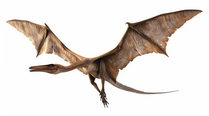 Fototapeta premium Pterosaur in flight, isolated on white background. Prehistoric flying reptile concept