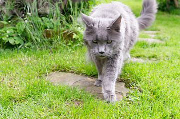 Obraz premium Maine Coon Kater läuft durch den Garten