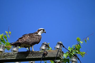 Adult Osprey sits on hydro pole looking around in front of a blue summer sky 