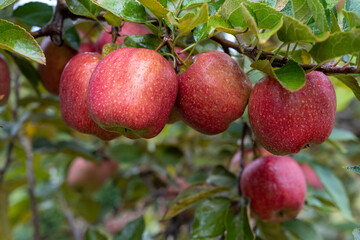 Apple orchard