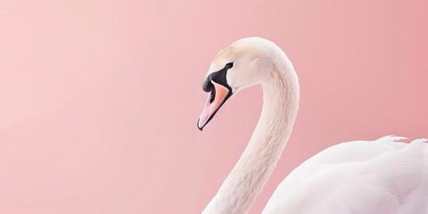 Fototapeta premium Realistic photography of a swan, pure solid color background, 