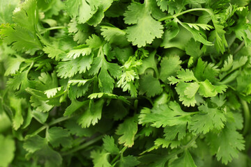 Fresh green coriander leaves as background, top view