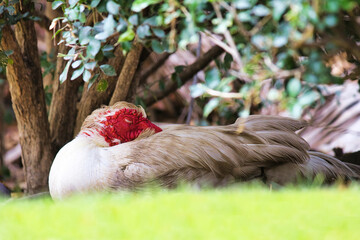 Tired muscovy duck sllepping with is head on the back of it's neck.