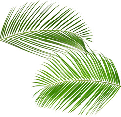 Green coconut palm leaves isolated on white, set