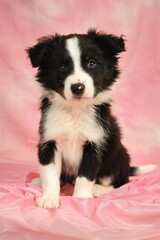 Fototapeta premium Border Collie puppy posing against a plain pink background.