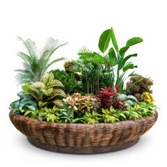 Fototapeta premium Beautiful indoor plant arrangement in a wicker basket showcasing a variety of tropical plants, perfect for home or office decor.