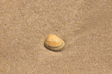 Beautiful seashell lay on the beach. The brown ridges and pretty bands help make it stand out. This blood ark shell is really catching the light of the sun as it sits among the brown grains of sand.