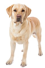 Labrador Retriever stands alert, plain white background.