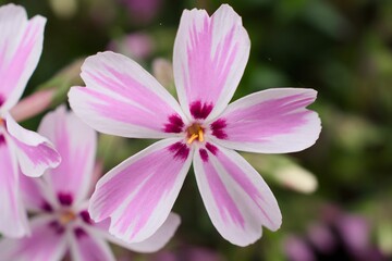 Close-up of a vibrant pink and white flower in bloom