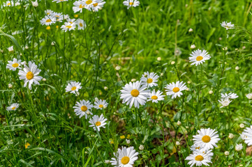 There are many daisies growing in the meadow