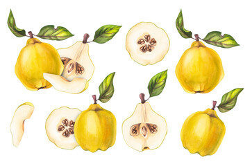 Watercolor quince. Watercolor apple-quince, queen apple, quince tree, membrillo for design menu, restaurants, cards, invitations, printing etc. Quince set isolated on white background.