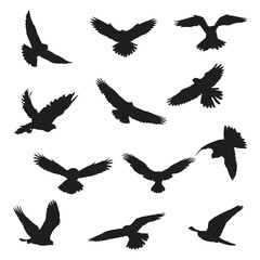 Set of Falcon Silhouette Vector Sillhouette Art