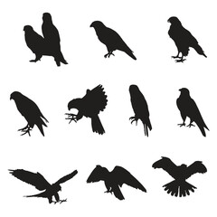 Falcon Silhouette Vector Silhouette Art Set