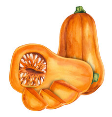 Watercolor pumpkin Butternut squash. Watercolor vegetable butternut squash for menu design, restaurants, cards, invitations, printing, etc. Pumpkin isolated on white background.