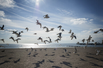Seagulls of Brighton Beach