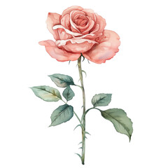 Fototapeta premium Elegant Watercolor Pink Rose with Green Leaves on White Background Delicate Floral Illustration