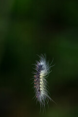 Obraz premium Caterpillar hanging from a thread in the Rainforest in pangsida national park, Sa Kaeo Province, Thailand.