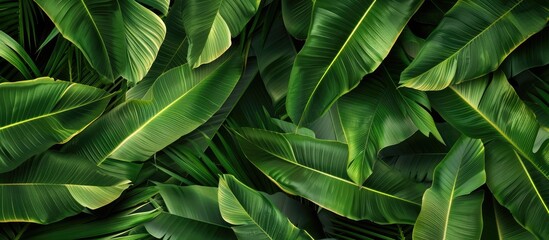 Texture of banana leaves in a tropical setting with rich green palm foliage in the background.