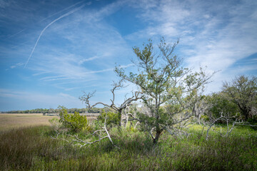 Amelia Island. Florida. Salt marshes.