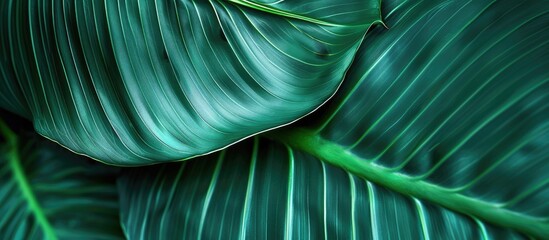 Green leaf texture, natural backdrop, exotic tropical foliage