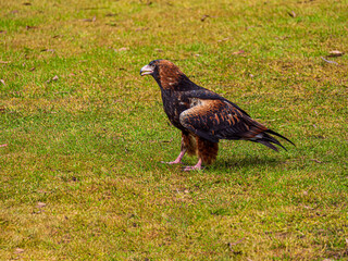 Wedge Tail Eagle Alert On Ground