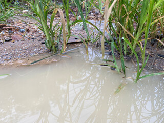 water drop in the pond