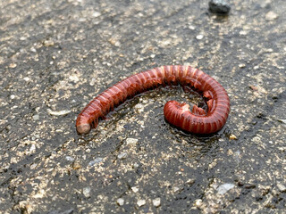 a closeup shot of a millipede