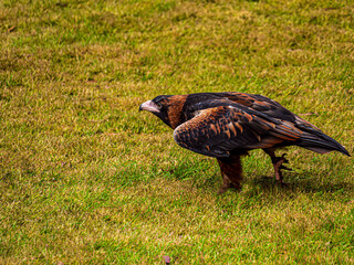 Wedge Tail Eagle Poised To Fly