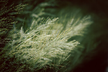 A field of grass with a few leaves on it
