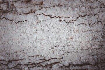 Obraz premium The bark of a tree is rough and has a lot of cracks