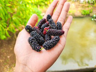 Mulberry Morus Alba Plant in hand