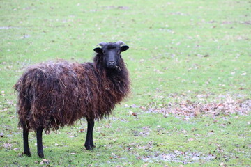 Fototapeta premium In the midst of a serene and verdant meadow, a lone brown sheep peacefully stands