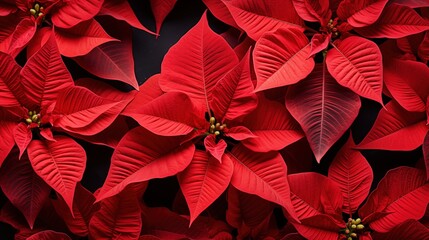 Poinsettia flowers beauty texture. Close-up of vibrant red poinsettia leaves, creating a festive and colorful display. Full screen filled.
